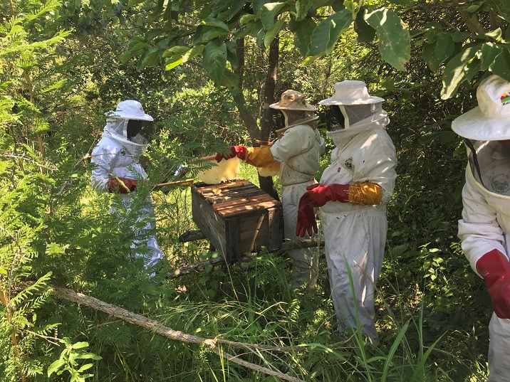 beekeeping
