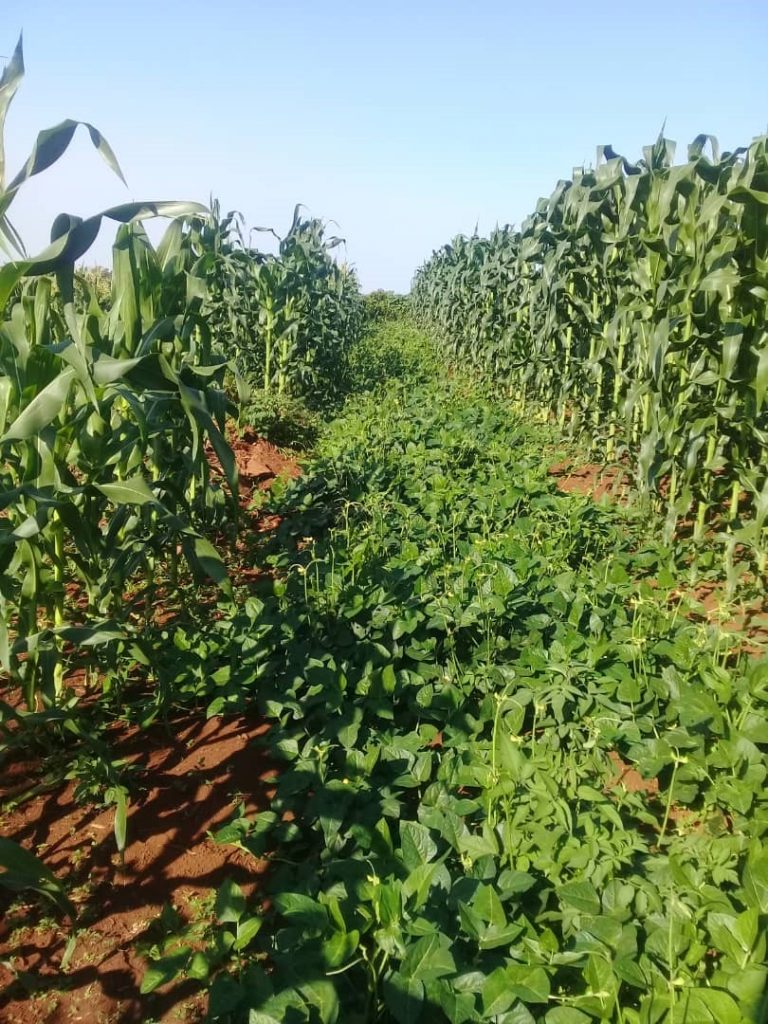 intercropping